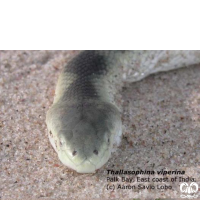 گونه مار دریایی افعی شکل Viperine Sea Snake